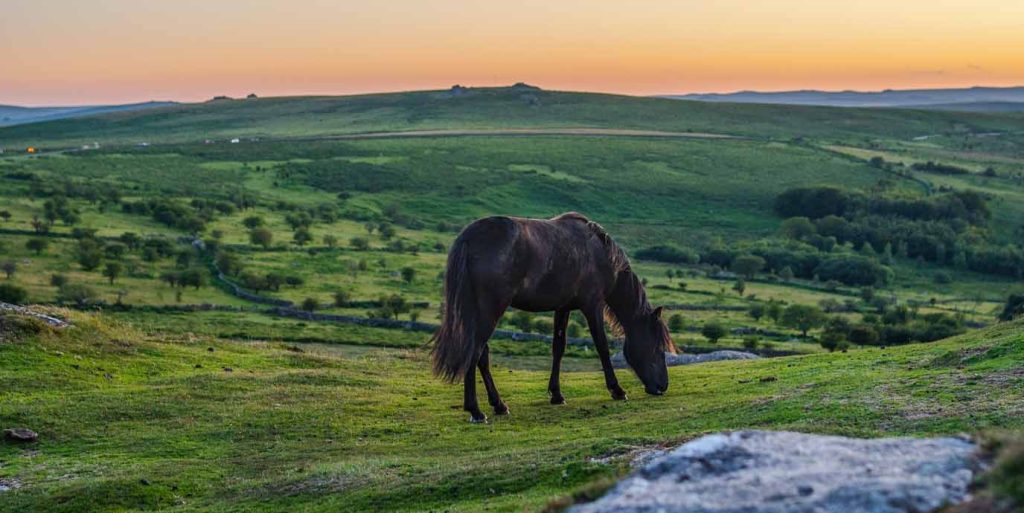 Dartmoor Horse Riding