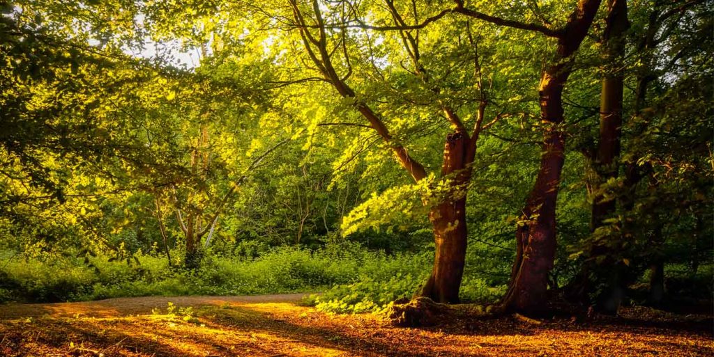 Epping Forest