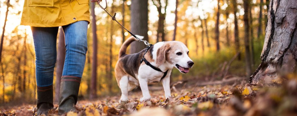 Dog walking on lead