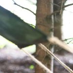Girl looking at leaf 