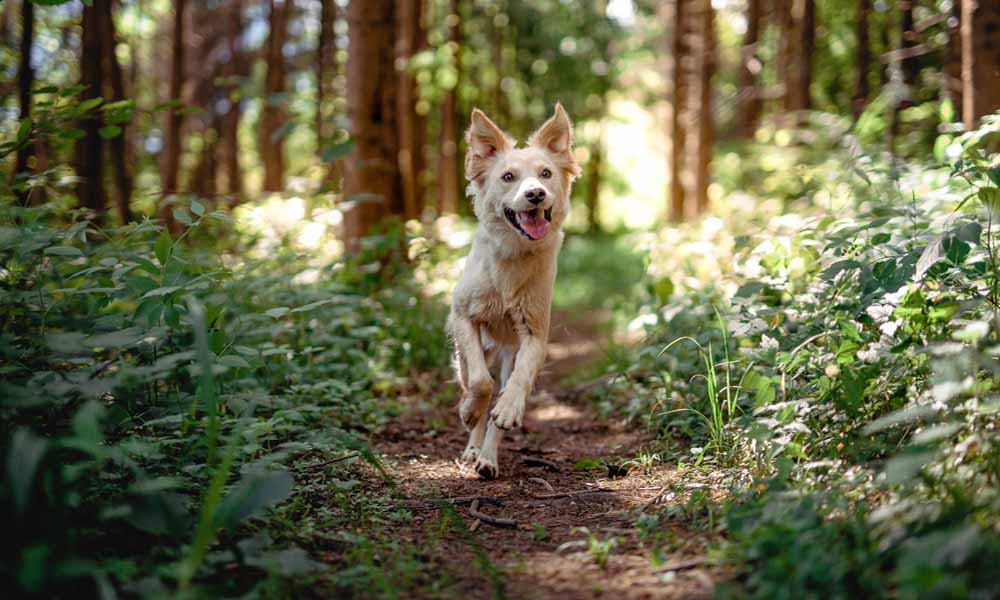 Dog Walking - Forest Walks