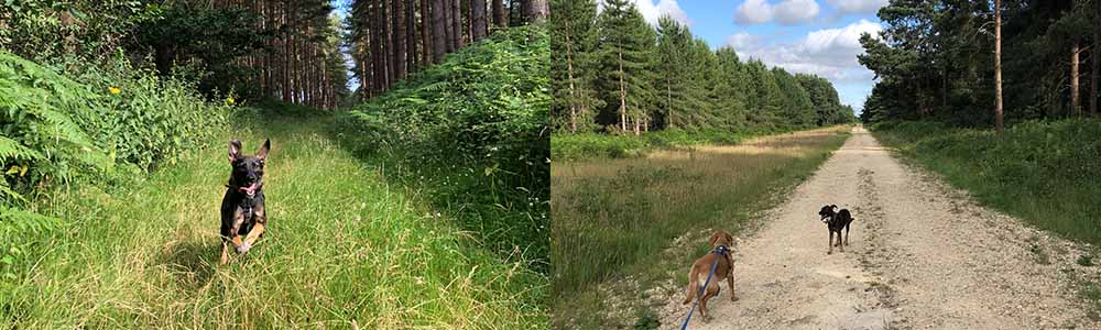 Dog Walking - Thetford Forest