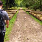 Full_Width_Inline_new_forest_final_stretch_walk_rhinefield