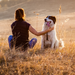 best_dog_walks_header2.dfb116b24fe1749d7b8d7d2da6a64dab