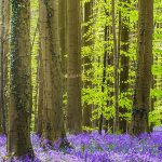 bluebell_walks_hero.d635ad0f1f03d16ac80ae9884a3c9df0