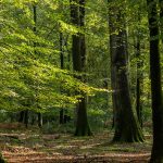 identification_british_trees_hero5.d635ad0f1f03d16ac80ae9884a3c9df0