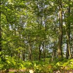 natures_health_service_hero.d635ad0f1f03d16ac80ae9884a3c9df0