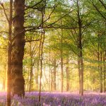 woodland-walks-hero.2459c66550e35ba20830f8037c980982