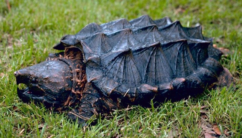 Alligator snapping turtle by Gary M Stolz - US Fish and Wildlife Service