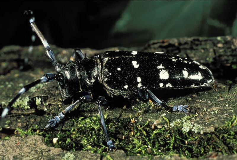 Asian longhorn beetle by US Fish and Wildlife Service (Creative Commons)