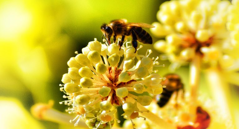 Types of British bees and how to identify them | OS GetOutside