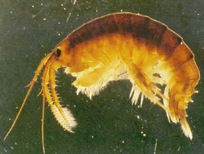 Dikerogammarus villosus (killer shrimp) by NOAA Great Lakes Environmental Research Lab (Creative Commons)