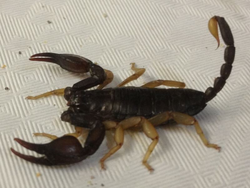 European yellow tailed scorpion (Euroscorpius flavicaudis) by Dikhou (Creative Commons)