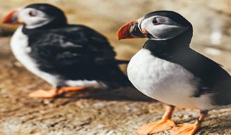 A pair of puffins. Cute!