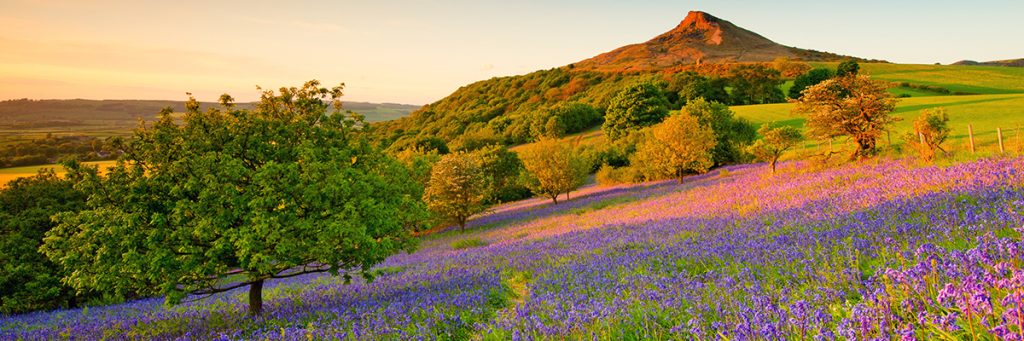 Roseberry Topping and the Bluebells