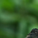 Banner Unexpected wild animals in britain