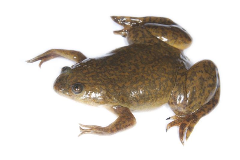 African clawed frog by Brian Gratwickea (Creative Commons)
