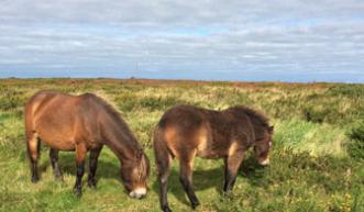 More exmoor ponies