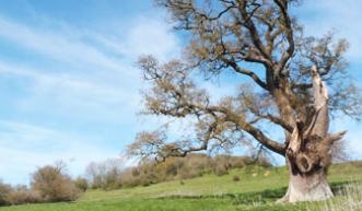 An old oak tree
