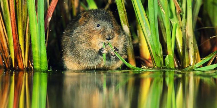 Water vole eating grass
