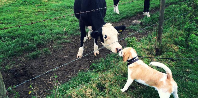 Teddy the beagle sniffs a cow