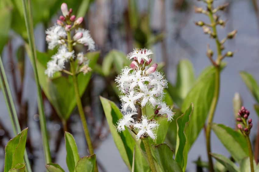 Frilly flowers of a Bog Bean
