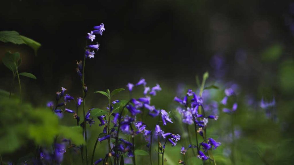 Common Bluebell 