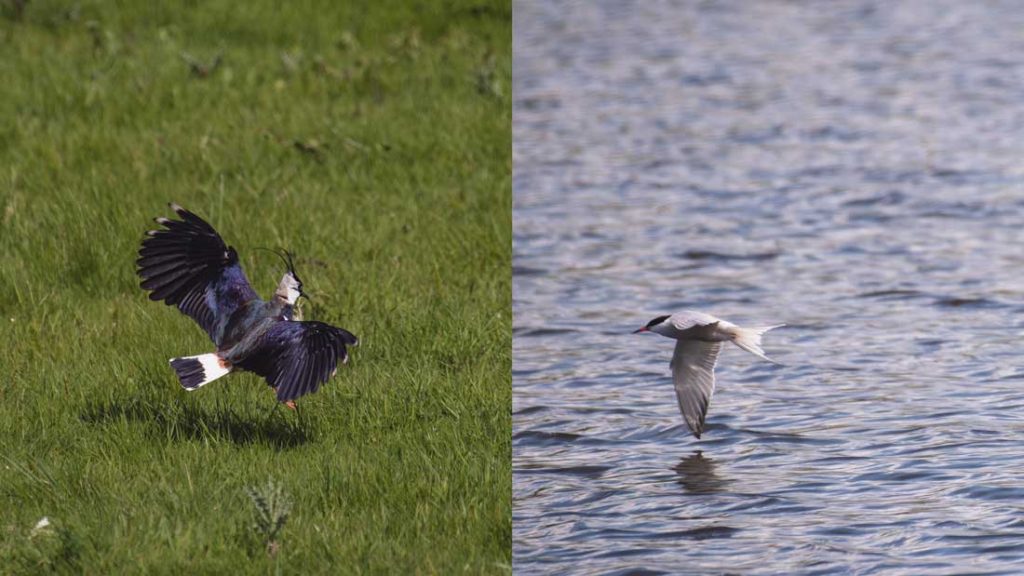 Bird Breeding Survey: Lapwing (Vanellus vanellus) and Common Tern (Sterna hirundo)