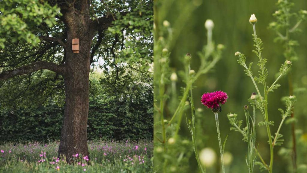 English oak tree, wildflowers