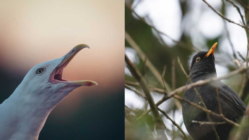 Bird Breeding Survey: Herring gull (left) and Blackbird (right) at Southampton