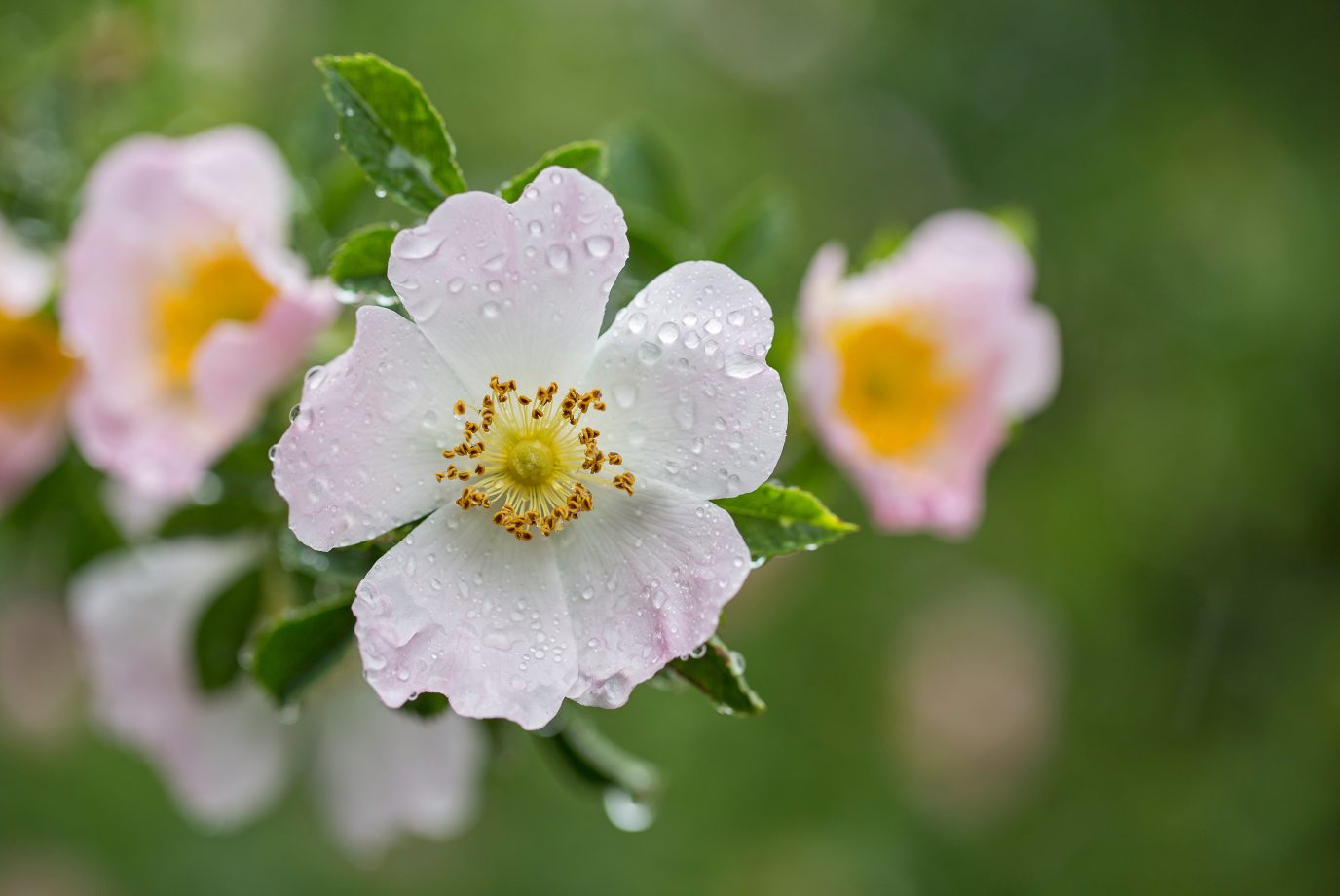 British Wildflower - Beautiful flowers of dog rose (Rosa canina) in morning dew, closeup, selective focus, beautiful blurred background.
