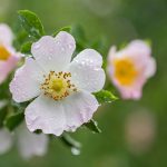 British Wildflower - Beautiful flowers of dog rose (Rosa canina) in morning dew, closeup, selective focus, beautiful blurred background.