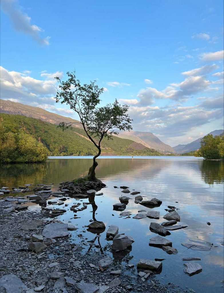 Lonely tree Llyn Padarn