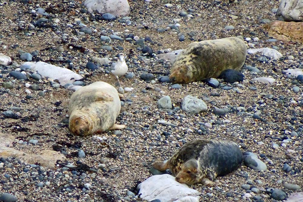 Conwy Circular Coast Walks - seals at Angel Bay