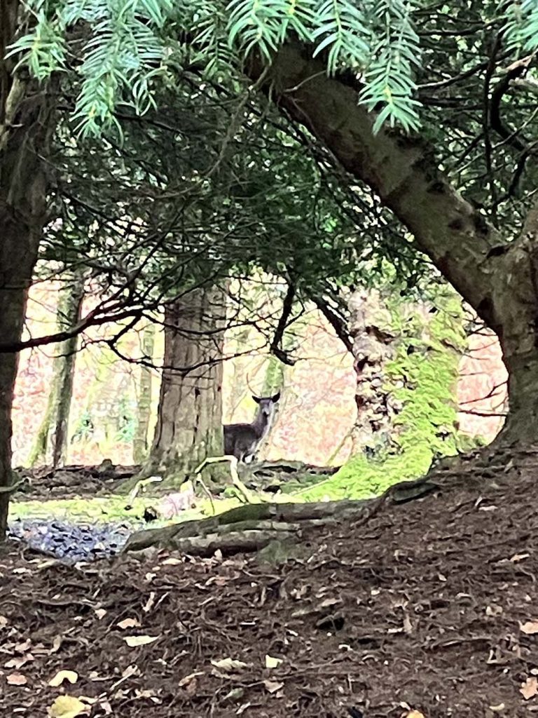 deer in the woods holme chapel loop
