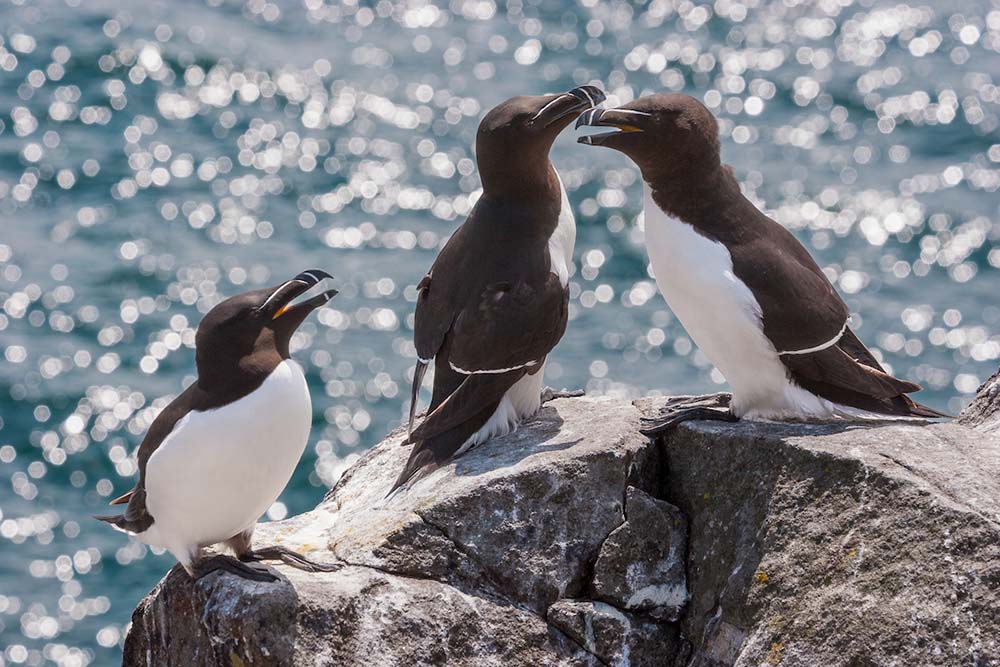 Razorbills at a seabird colony that is full of sights, sounds and smells