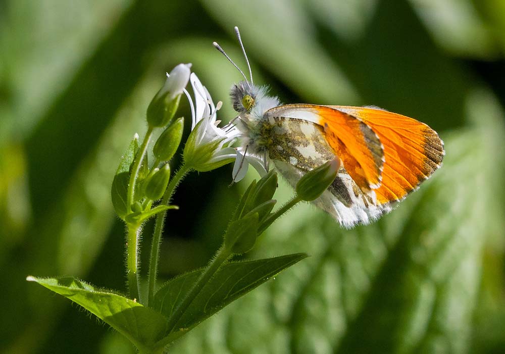 Connecting with nature – an orangetip butterfly feeding on a greater stitchwort flower