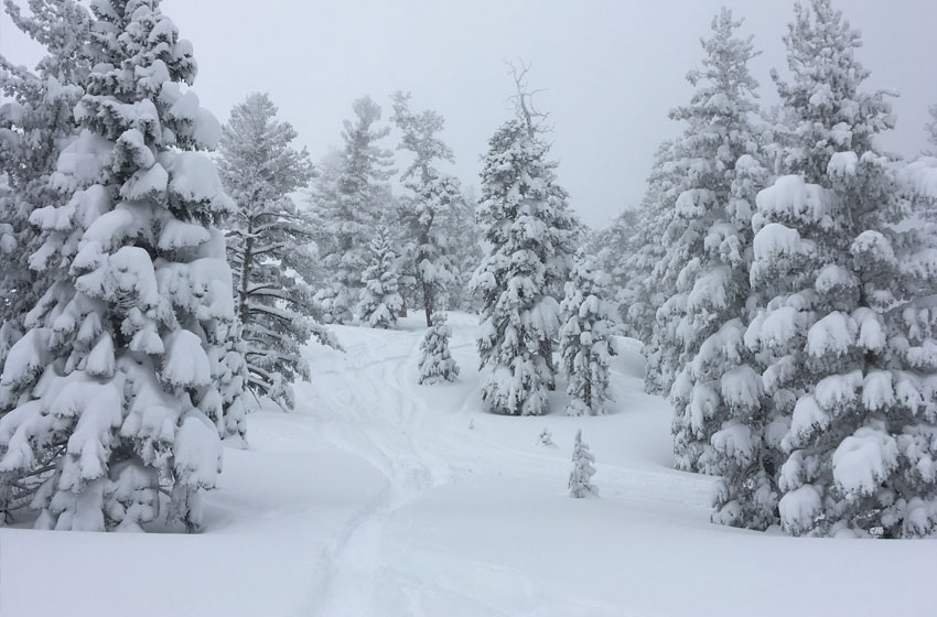 Hill with pine trees covered in seep snow