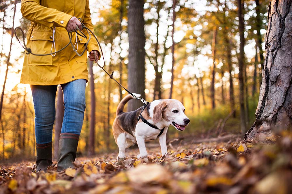 Senior woman with dog on a walk in an autumn forest.