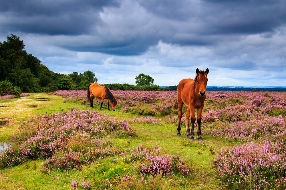 wild ponies grazing in the heath-land of the New Forest in Hampshire