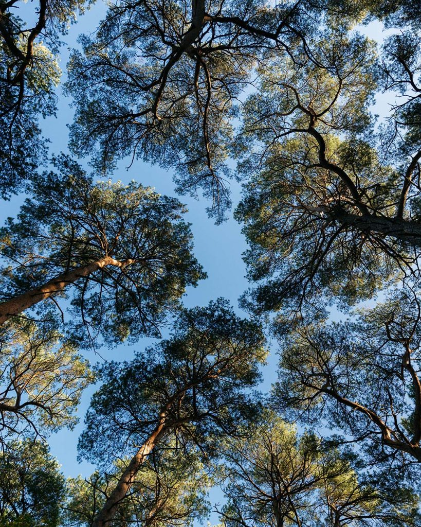 staring up at the canopy forest bathing