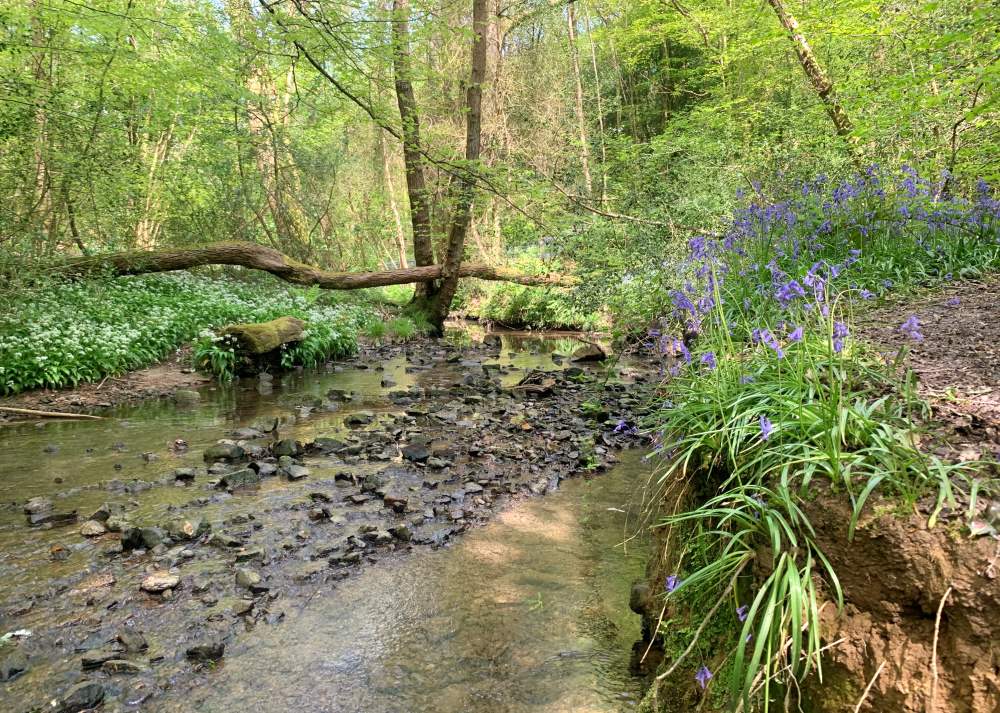 Jeffery's Wood - bluebells
