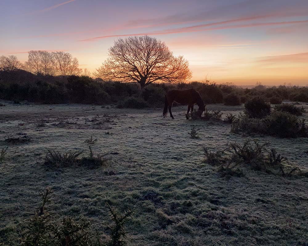 a frosty morning start with the sunrise in the new forest