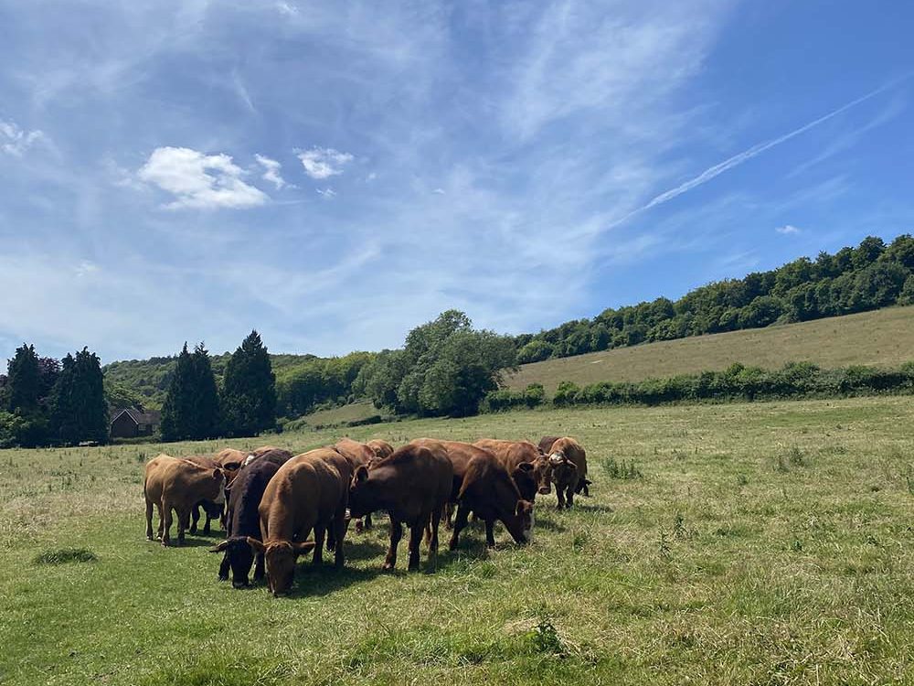 cows Butser Hill run