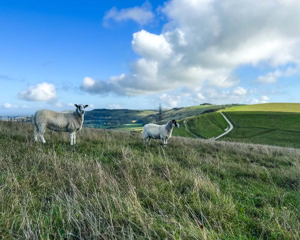 Devils Dyke Walk