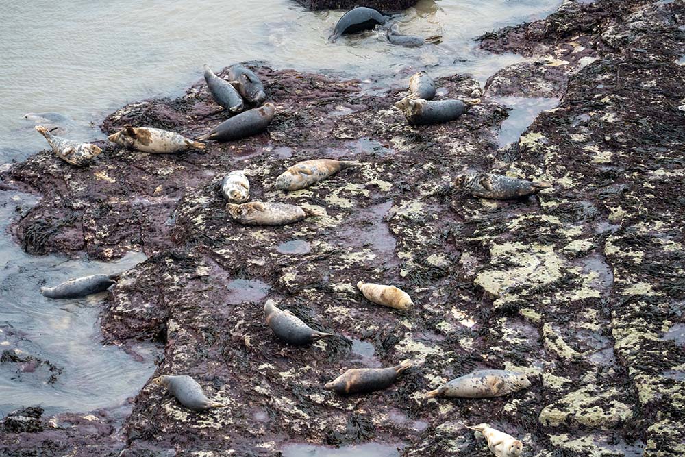 seals at drinking dinosaur