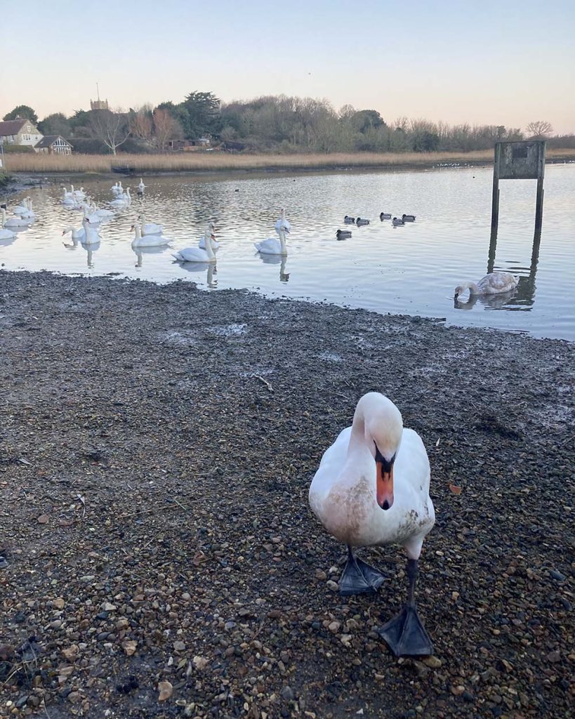 Freshwater Bay from Yarmouth Bike Ride - swans along the river yar