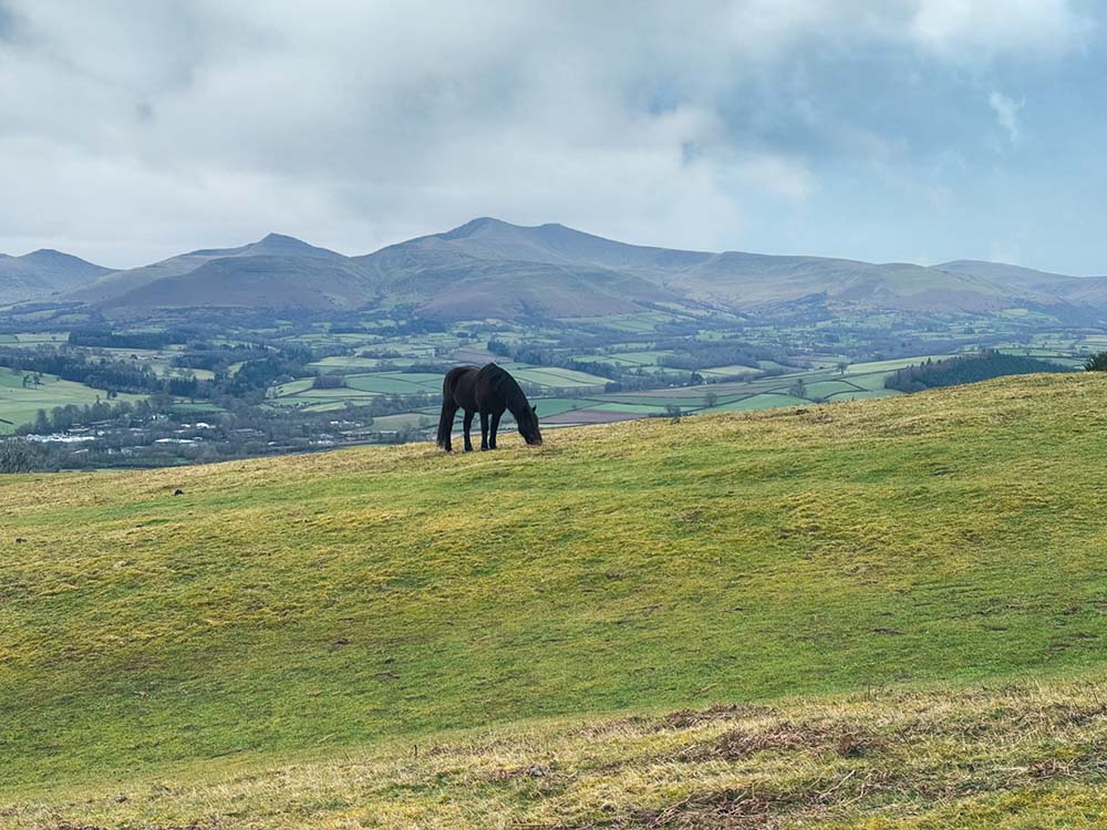 Horses - Pen Y Crug Usk Valley