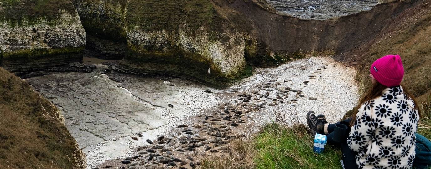 seal watching flamborough lighthouse walk