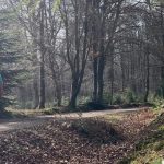 New Forest Beginner Hikes